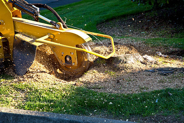 The Steps Involved in Our Tree Care Process in Pacific Grove, CA